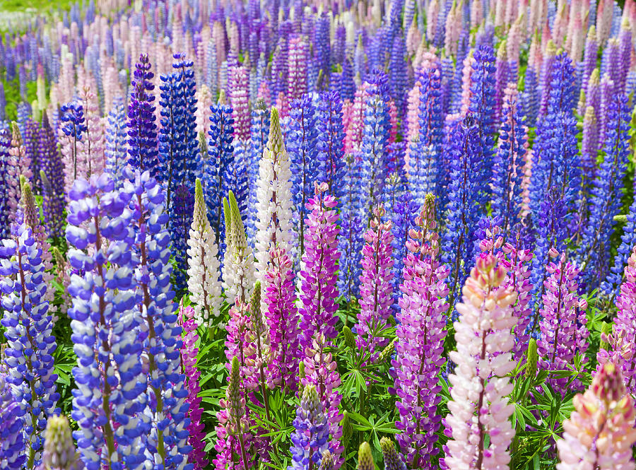 Field of Lupin Flowers Photograph by Alexey Stiop