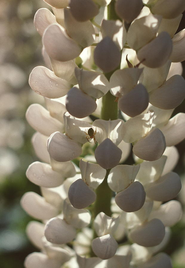 Lupin Flowers by Dr Jeremy Burgess/science Photo Library