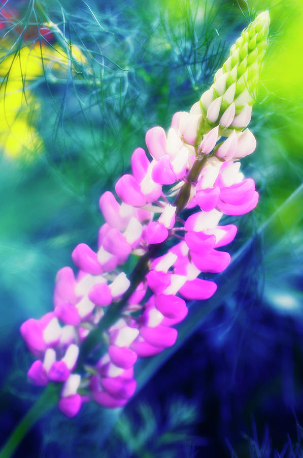 Summer Photograph - Lupin Flowers (lupinus Sp.) by Maria Mosolova/science Photo Library