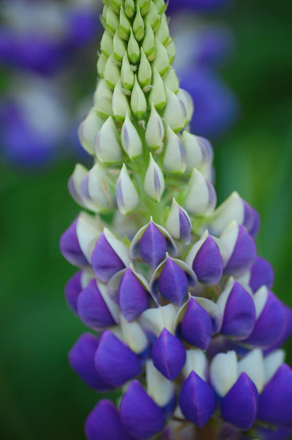 Lupin Photograph by Katherine Townsend