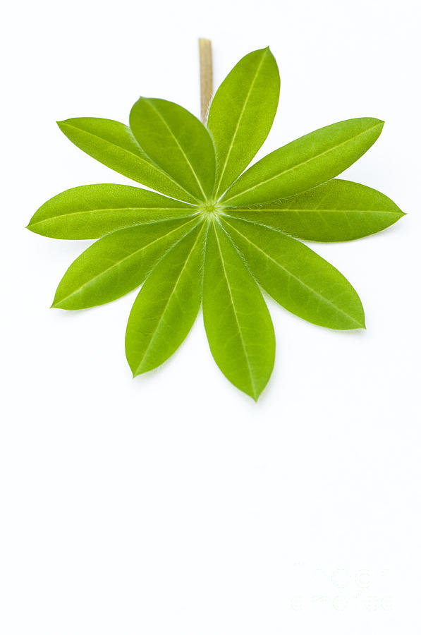 Lupin Leaf Photograph by Anne Gilbert