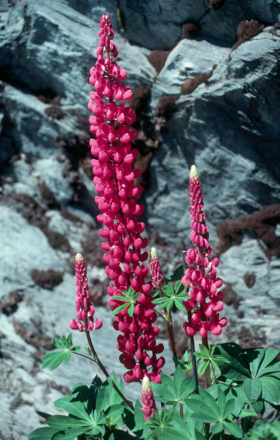 Lupine 1 Photograph by Andy Shomock