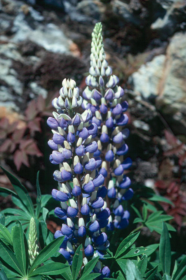 Lupine 2 Photograph by Andy Shomock