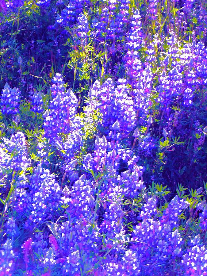 Flower Photograph - Lupine 2 by Pamela Cooper