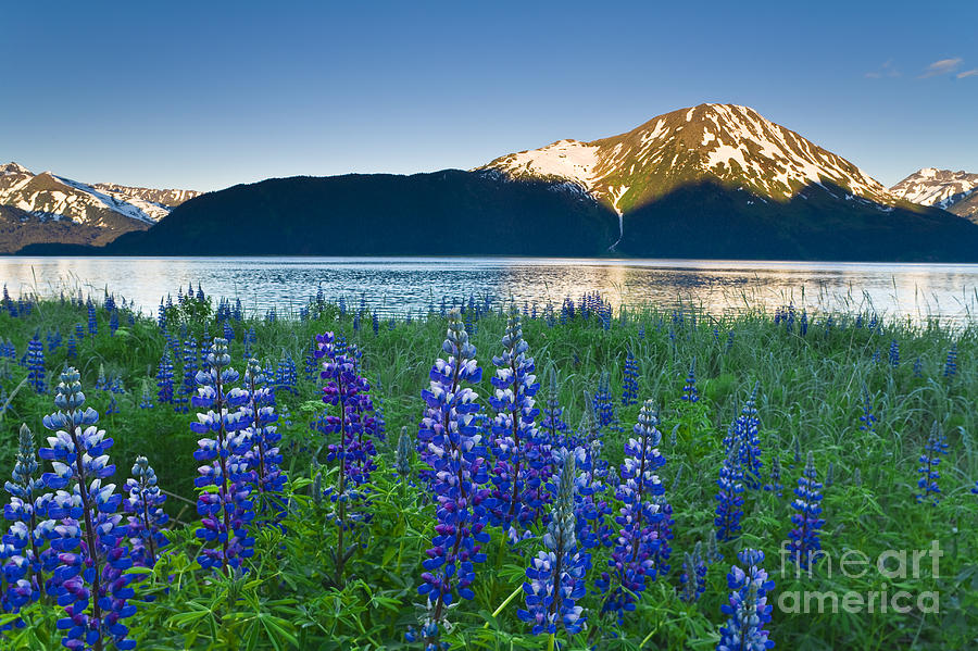 Summer Photograph - Lupine along Turnagain Arm by Michael DeYoung