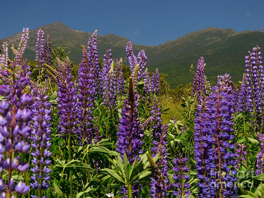 Flower Photograph - Lupine and Mount Washington by Christine Stack