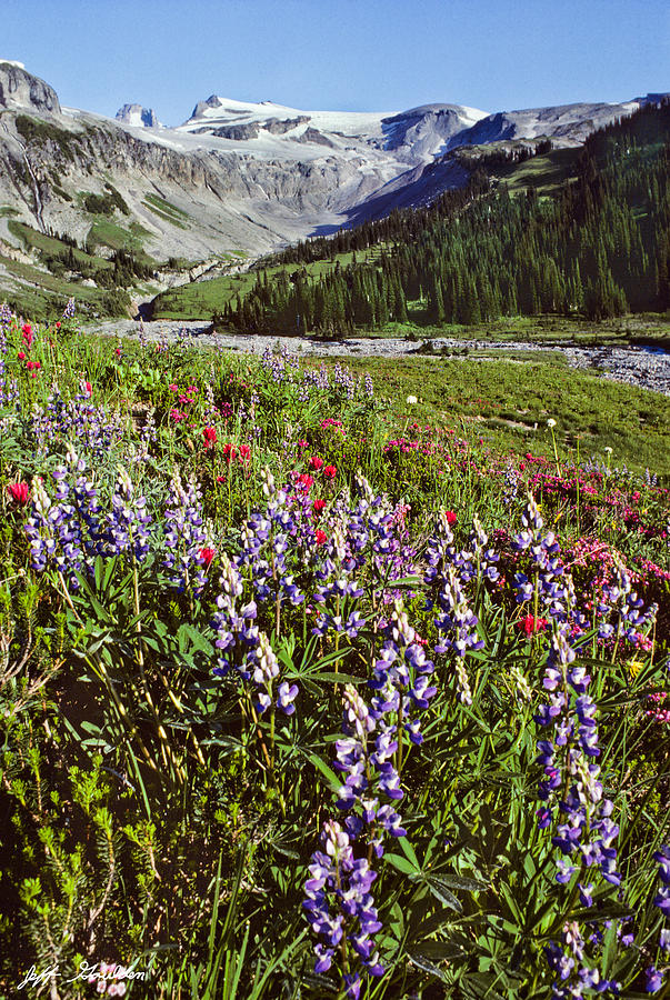 Lupine and Paintbrush Blooming at Indian Bar Photograph by Jeff Goulden