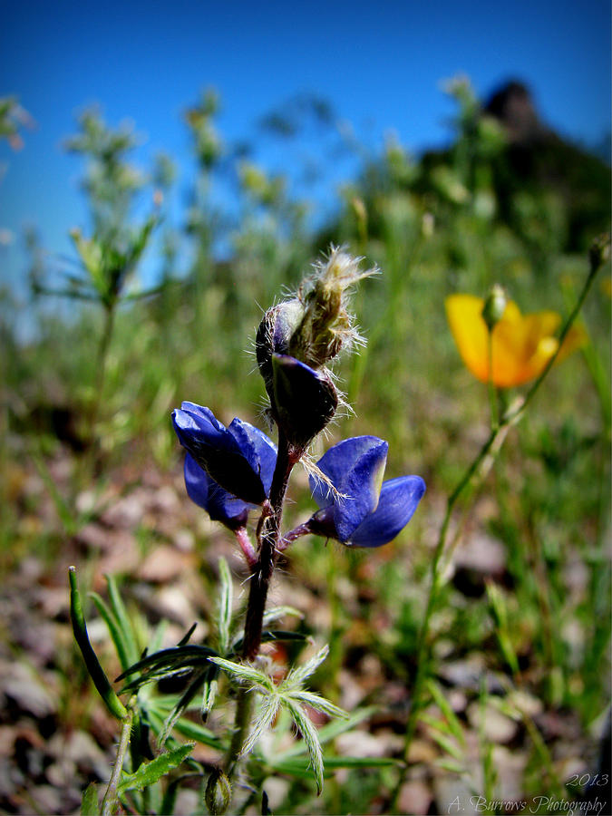 Lupine and Poppy Below the Peak Photograph by Aaron Burrows