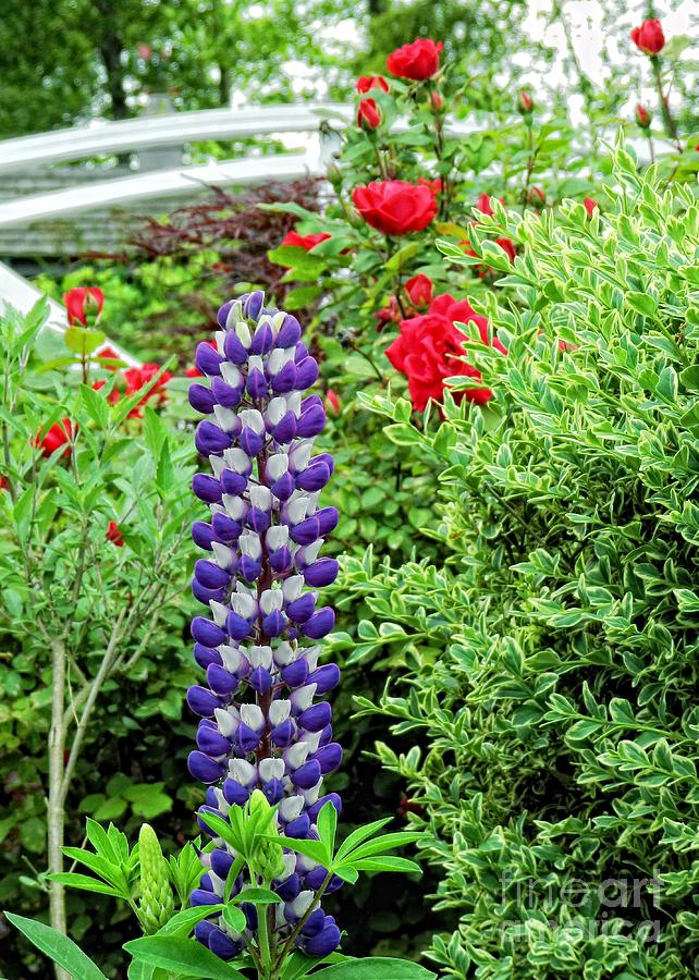 Lupine and Roses Photograph by Sharon Woerner