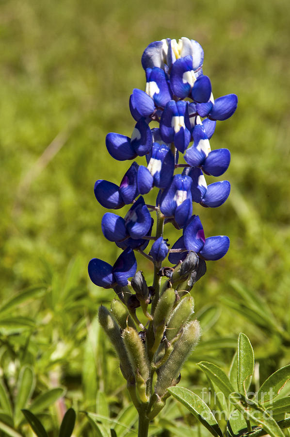 Flower Photograph - Lupine and Seeds by Bob Phillips