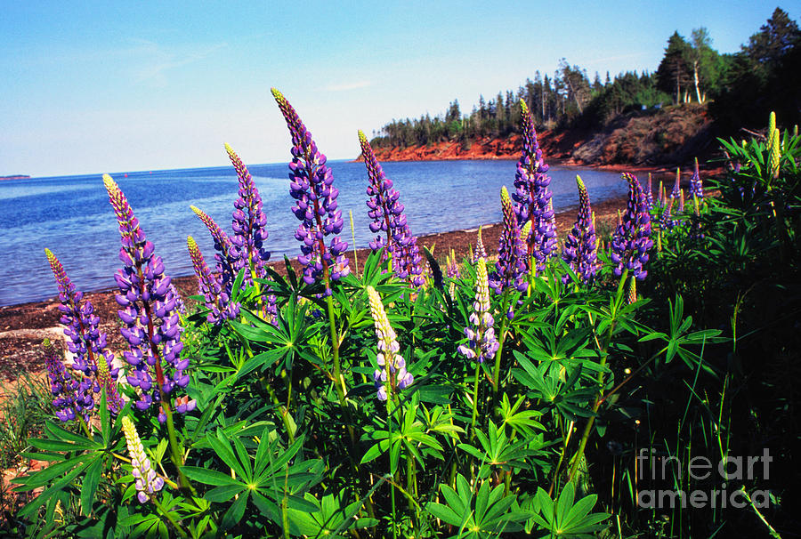 Lupine Bay Fortune Photograph by Thomas R Fletcher