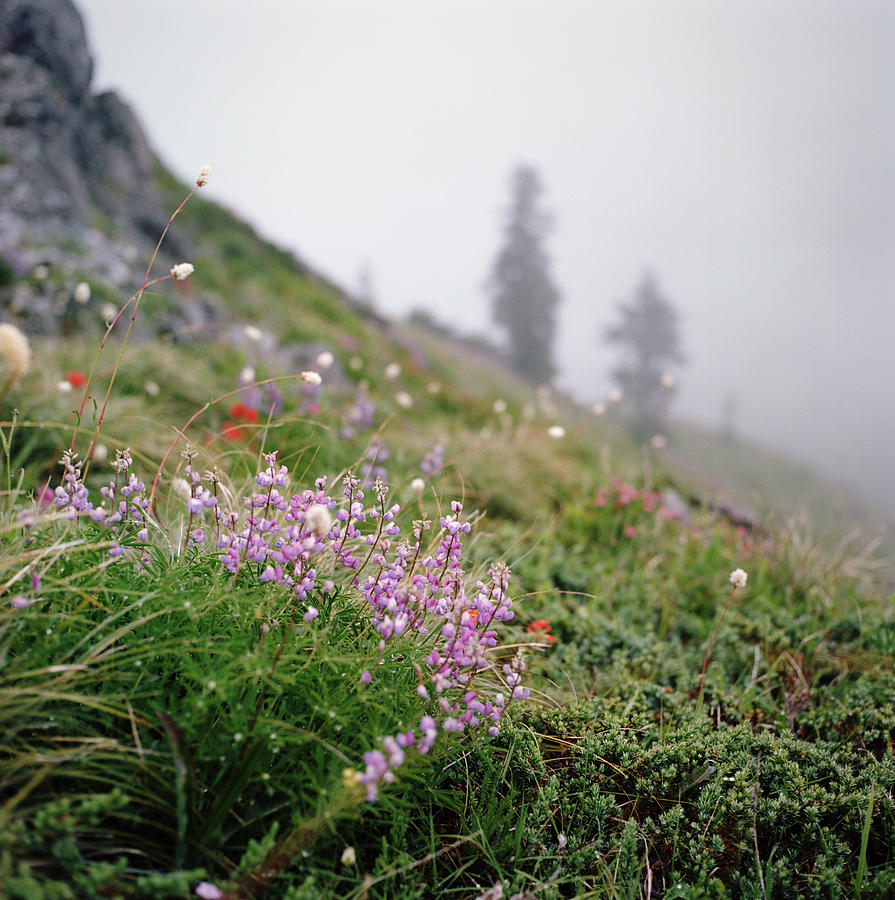 Lupine Blooming On Foggy Hillside Photograph by Danielle D. Hughson