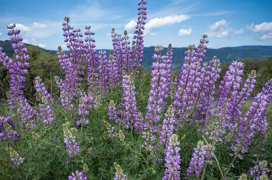 Redwood National Park Photograph - Lupine Blooms of Bald Hills by Greg Nyquist