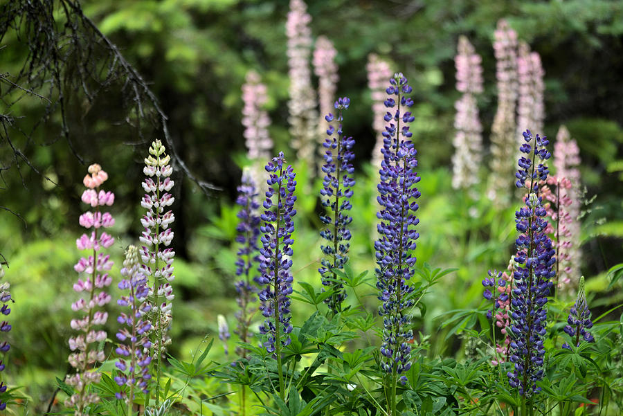 Lupine Bouquet Photograph by Whispering Peaks Photography