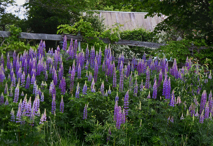 Lupine by the Fence Photograph by Nancy Griswold