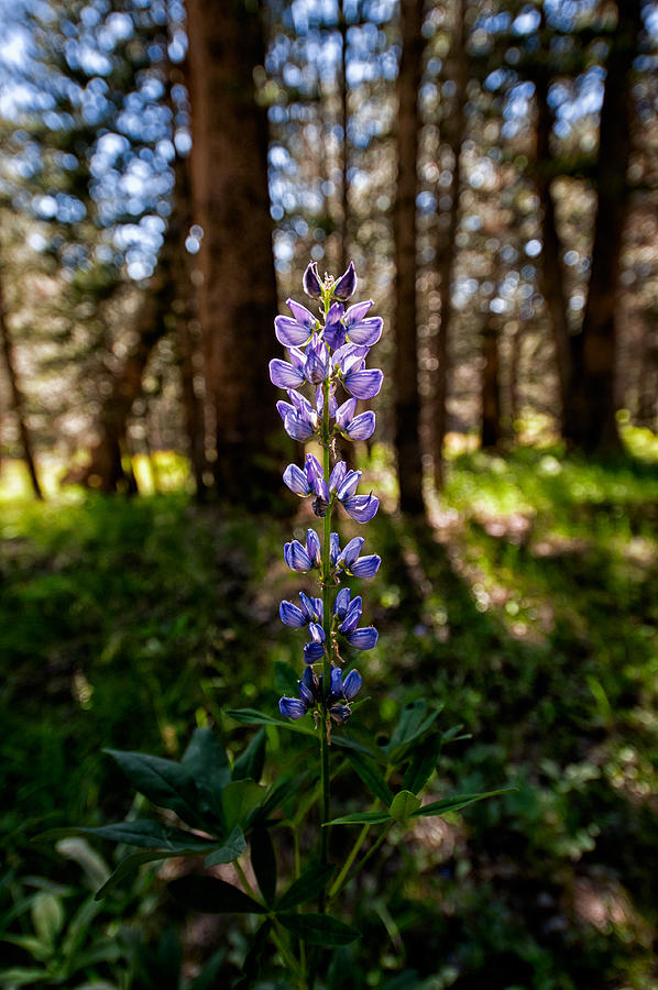 Lupine Photograph by Cat Connor