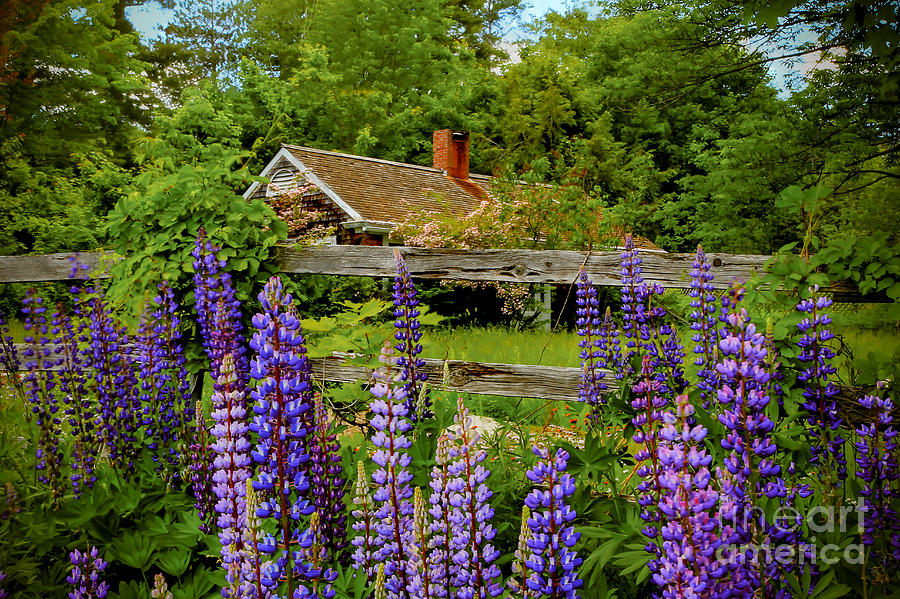 Cottage Photograph - Lupine Cottage by Brenda Giasson