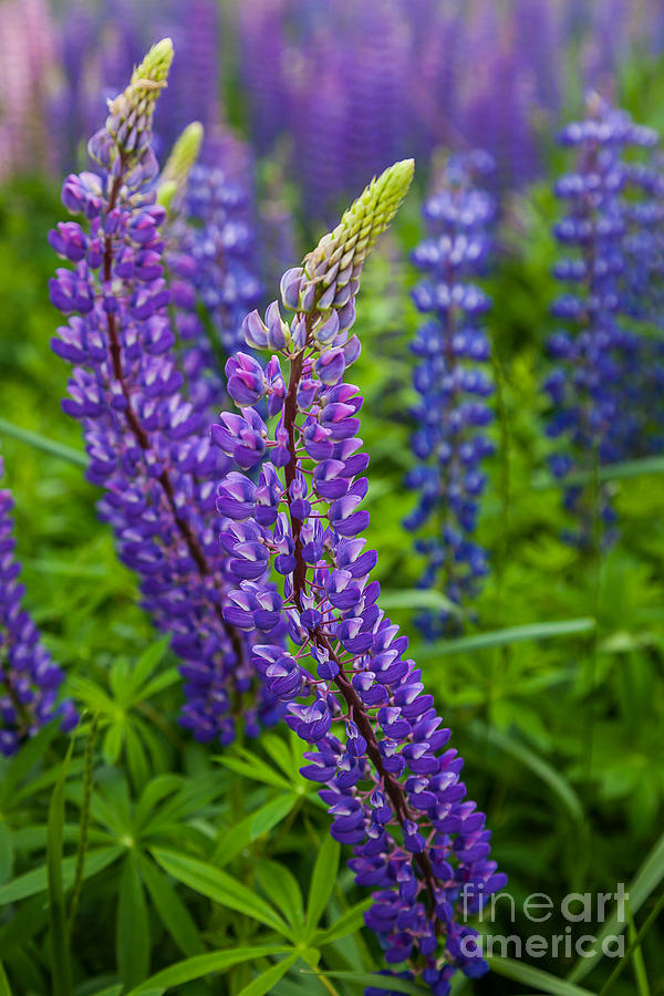 Lupine Curve Photograph by Susan Cole Kelly