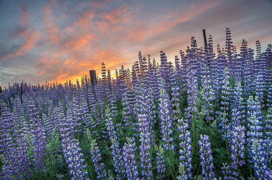 Lupine Dawn Photograph by Greg Nyquist