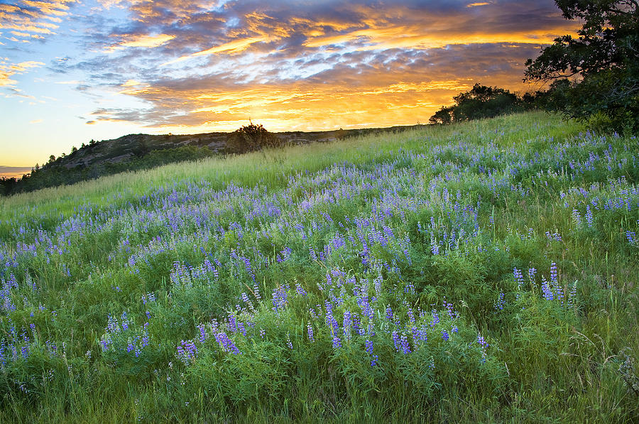 Lupine Dawn Photograph by Morris McClung