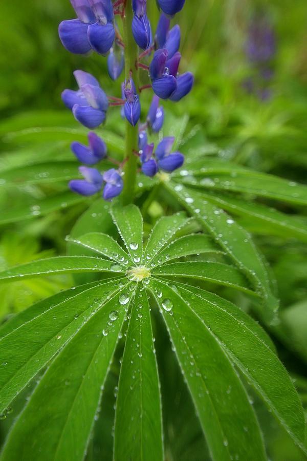 Lupine Dew Photograph by Andrea Galiffi
