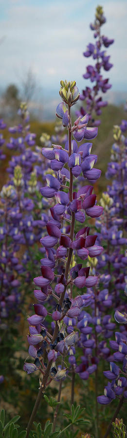 Lupine Photograph by Diane Bohna