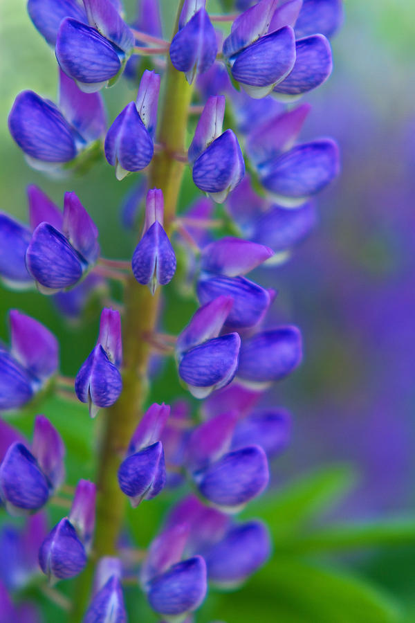 Flower Photograph - Lupine Dream by Lindley Johnson
