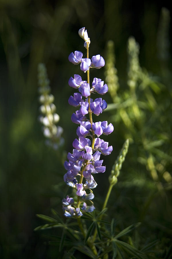 Lupine Echoes Photograph by Morris McClung