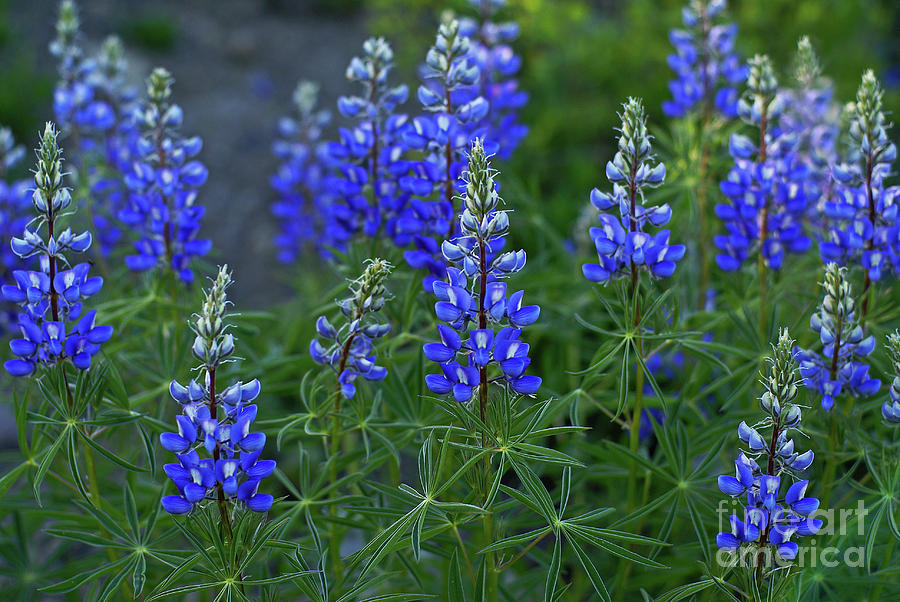 Lupine Family Photograph by Kelly Black - Fine Art America