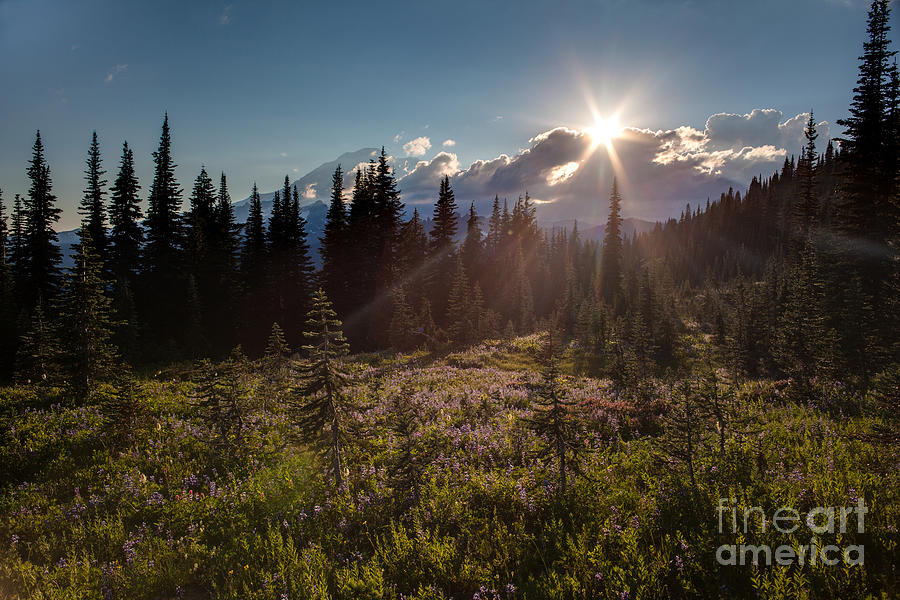 Paradise Photograph - Lupine Field Sunstar by Mike Reid