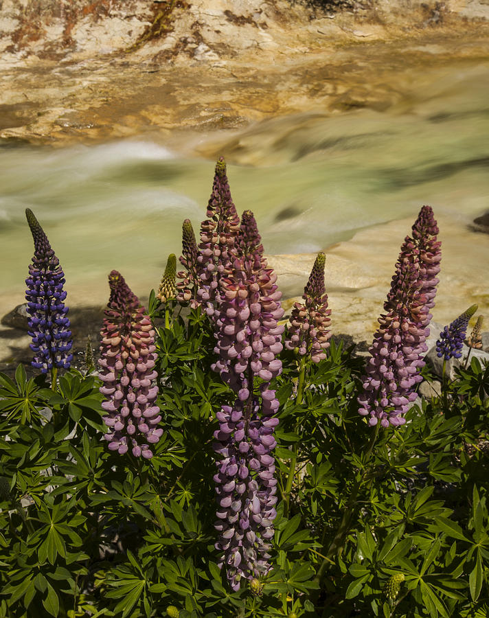 Lupine Flowering Castle Hill New Zealand Photograph by Colin Monteath