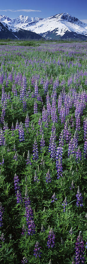 Nature Photograph - Lupine Flowers In Bloom, Turnagain Arm by Panoramic Images