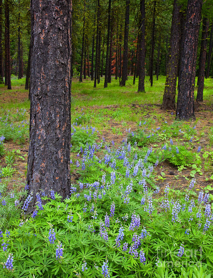 Lupine Forest Photograph by Mike Dawson