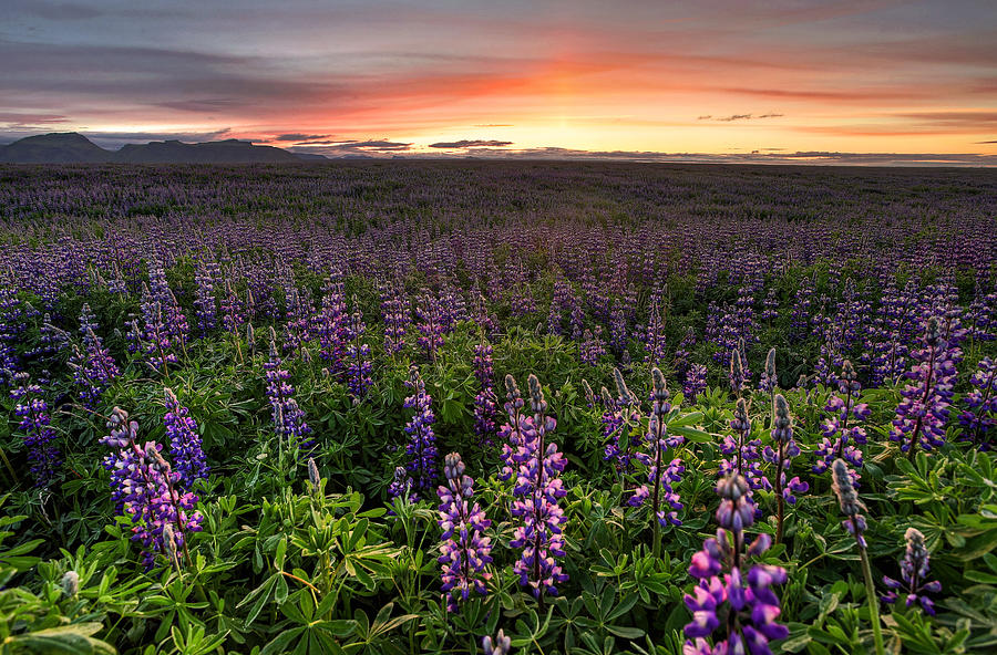 Lupine Forever Photograph