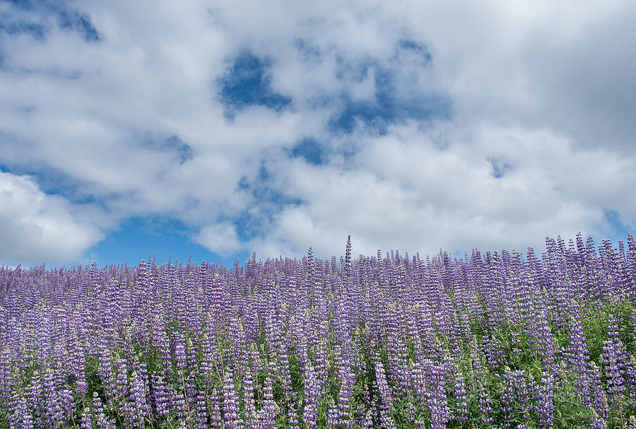 Lupine Forever Photograph by Greg Nyquist