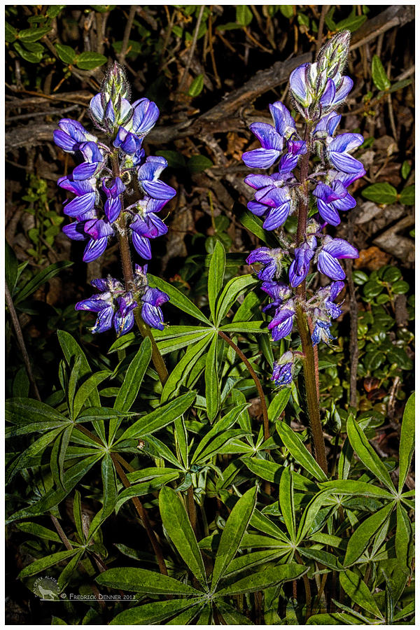 Lupine Photograph by Fred Denner