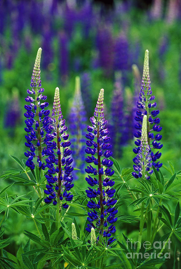 Lupine - FS000106 Photograph by Daniel Dempster
