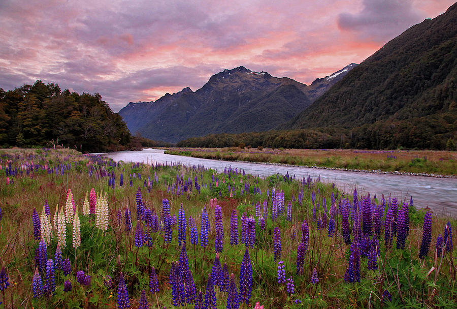 Fiordland National Park Photograph - Lupine Growing Beside River At Dusk by Johnathan Ampersand Esper