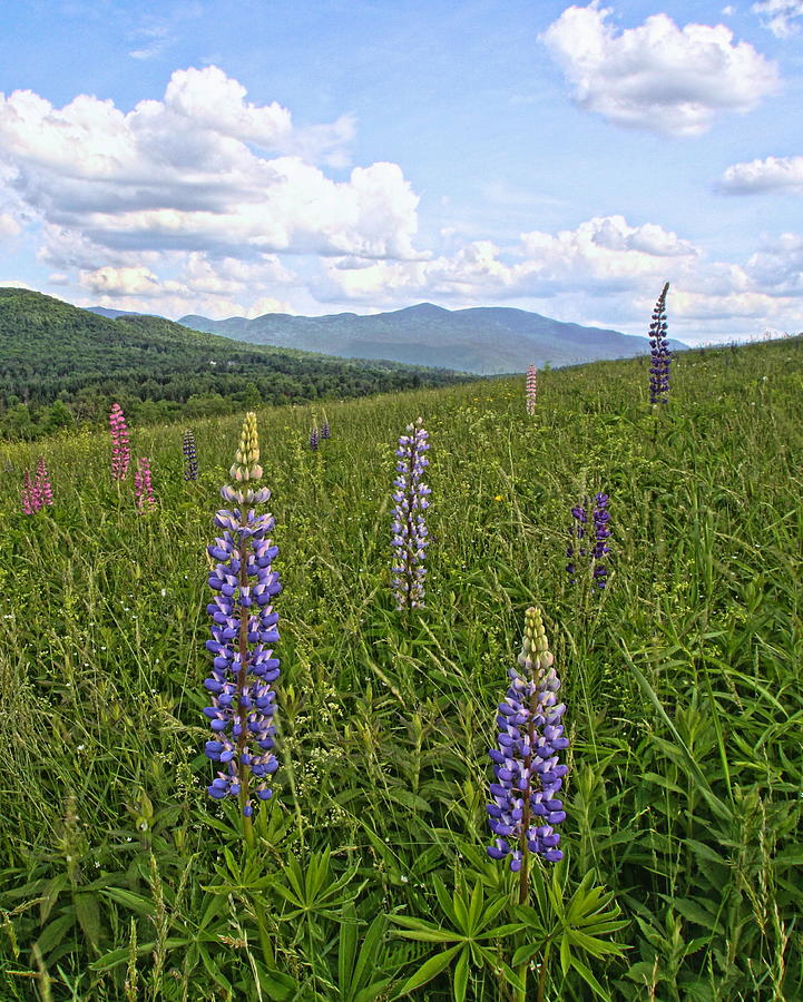 Horse Photograph - Lupine Hill by Andrea Galiffi