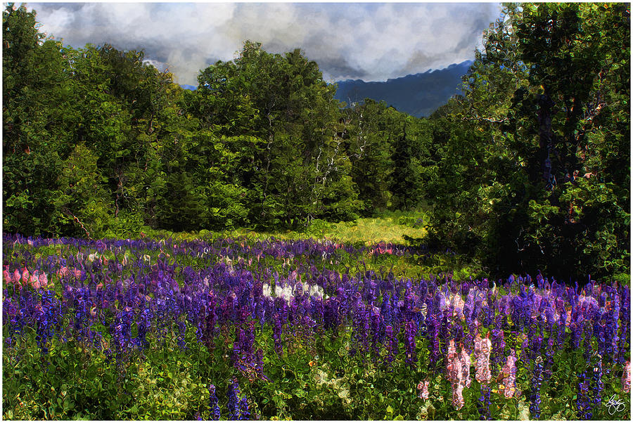 Lupine Impressions Photograph by Wayne King