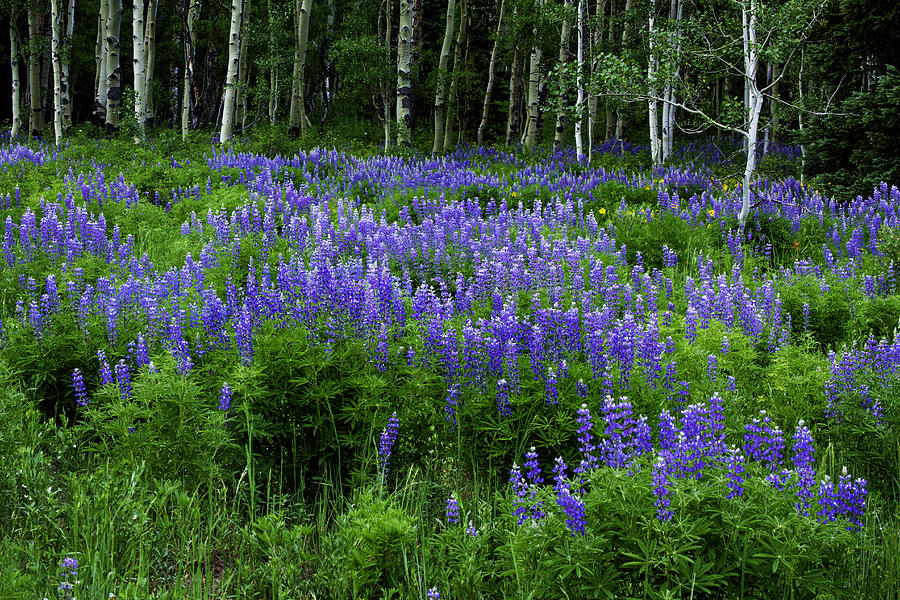 Lupine in the Aspen Photograph by Kristal Kraft