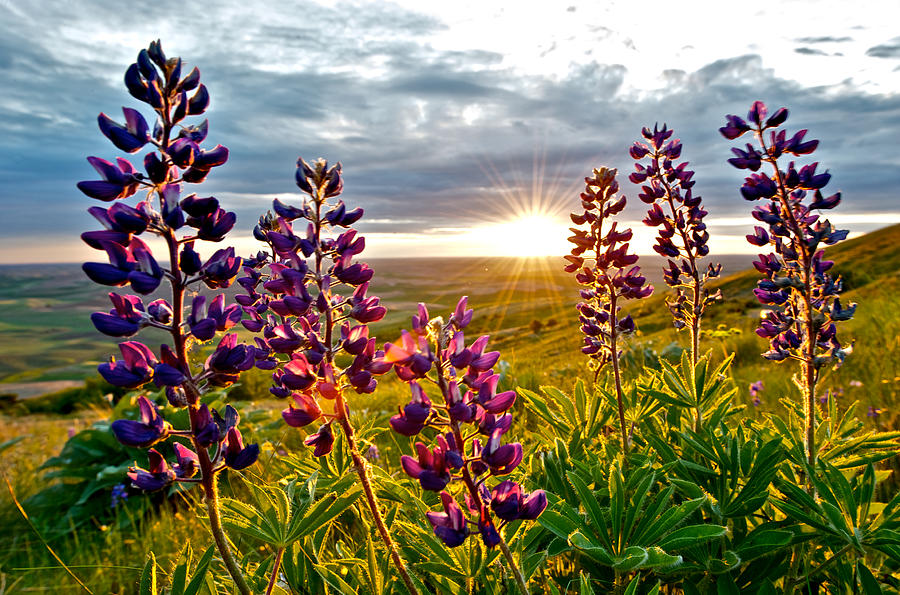 Lupine in the Sunset Photograph by Hisao Mogi