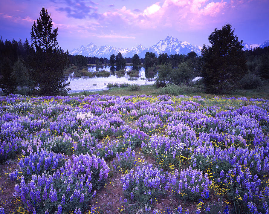 Lupine in the Tetons Photograph by Ray Mathis