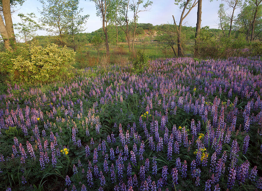 Nature Photograph - Lupine Indiana Dunes National Lakeshore by Tim Fitzharris