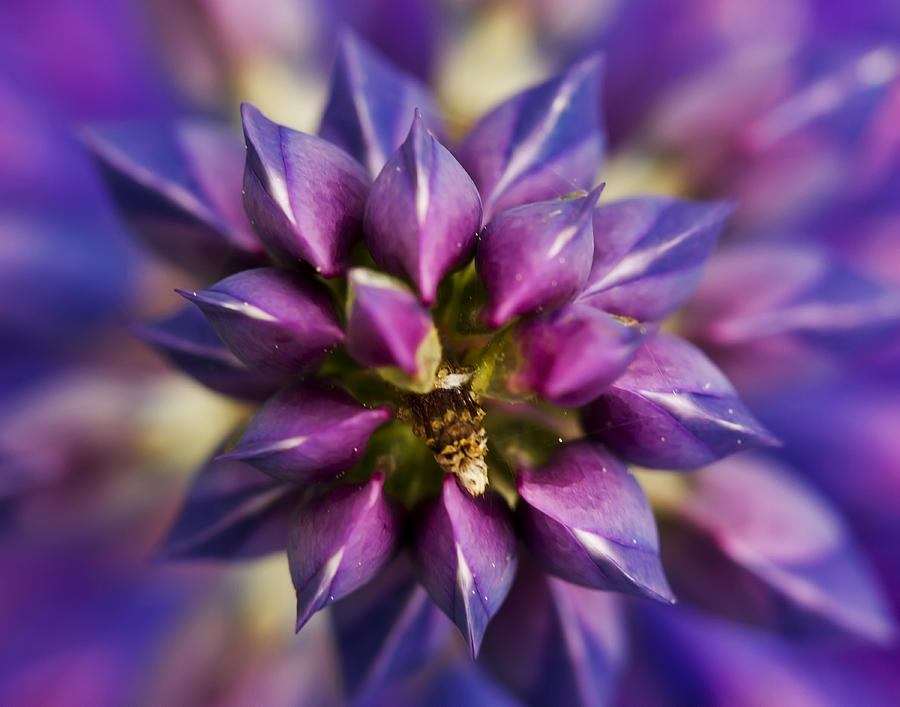 Nature Photograph - Lupine Kaleidoscope by John Vose