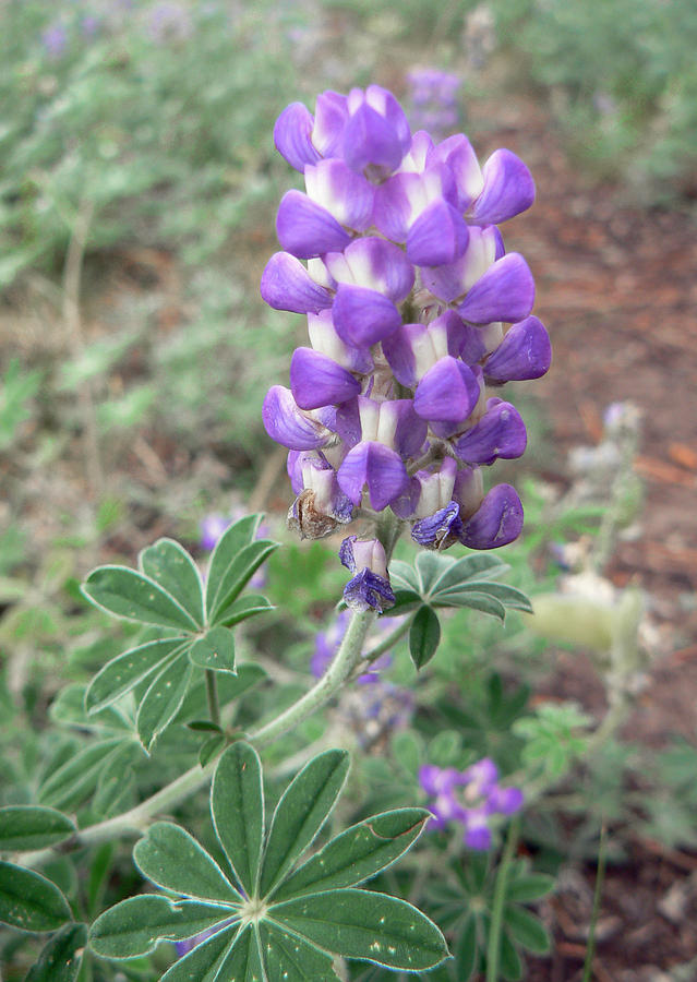 Lupine Photograph by Laurel Powell