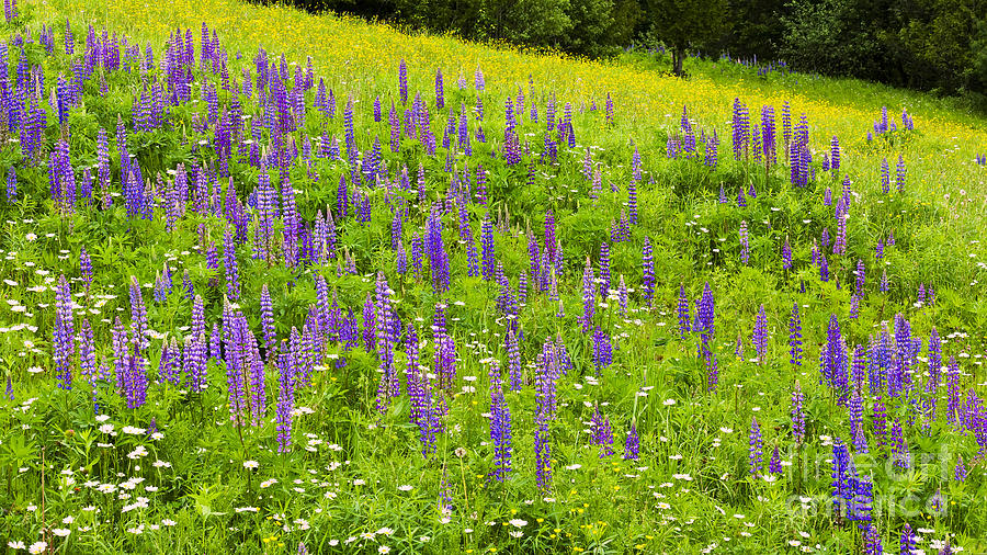 Lupine Meadow Photograph by Alan L Graham