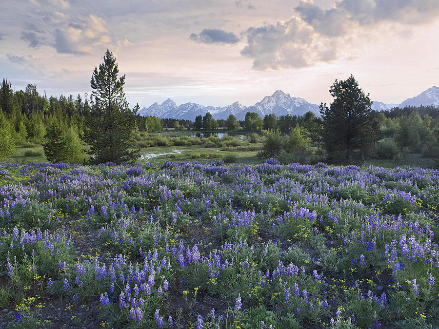 Lupine Meadow Grand Teton National Park Photograph by Tim Fitzharris