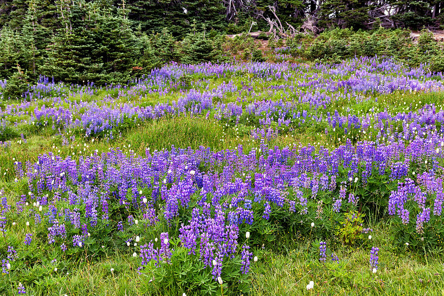 Lupine Meadow Photograph by Kathleen Bishop