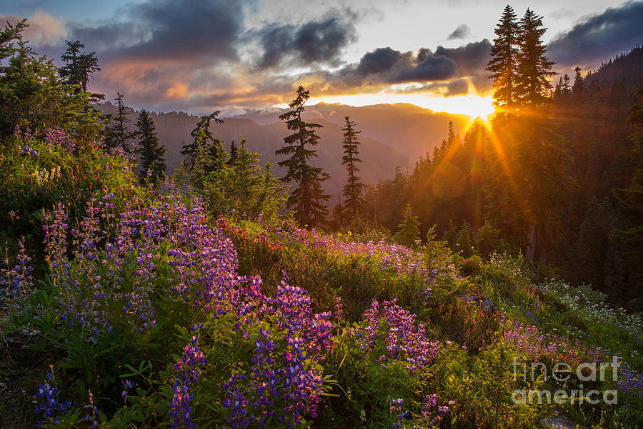 Lupine Meadows Sunstar Photograph by Mike Reid